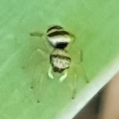 Heliophanus tribulosus