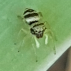 Heliophanus tribulosus