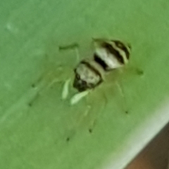 Heliophanus tribulosus