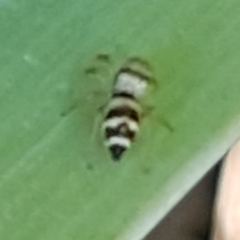 Heliophanus tribulosus