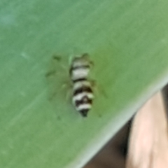 Heliophanus tribulosus