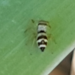 Heliophanus tribulosus