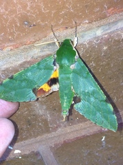 Euchloron megaera