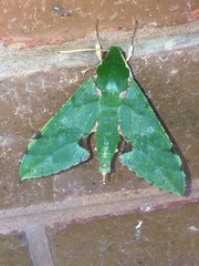 Euchloron megaera