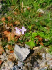 Epilobium collinum