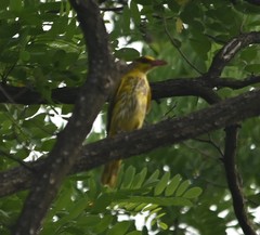 Oriolus chinensis diffusus