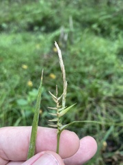 Carex lonchocarpa