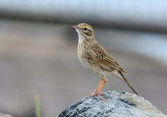 Australian Pipit photo 3
