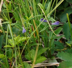 Scutellaria yezoensis