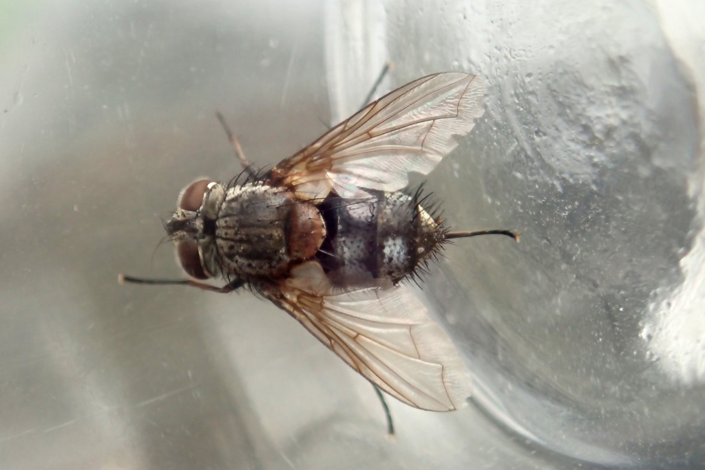 Carcelia puberula