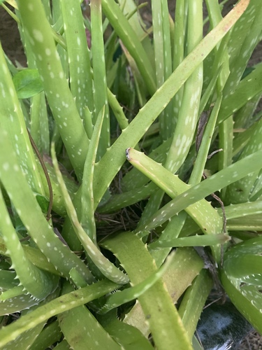 Aloe vera image