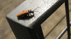 Cantharis palliata