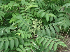 Rhus javanica