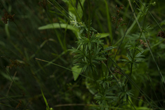 Thalictrum simplex galioides