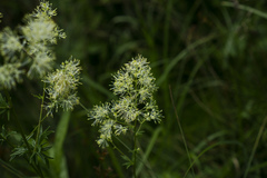 Thalictrum simplex galioides