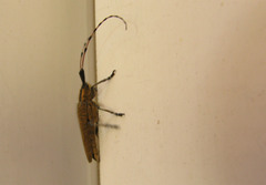 Agapanthia asphodeli