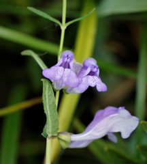 Scutellaria yezoensis