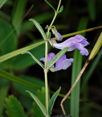 Scutellaria yezoensis