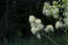 Thalictrum simplex galioides