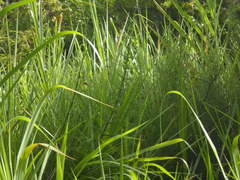 Equisetum giganteum