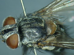 Carcelia puberula
