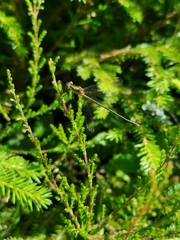 Lestes sponsa