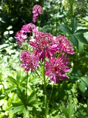 Astrantia