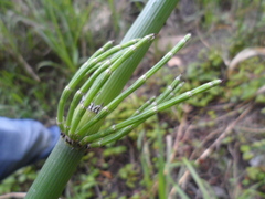 Equisetum giganteum