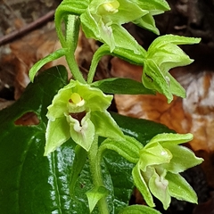 Epipactis leptochila