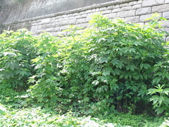 Ambrosia trifida trifida