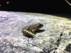 Glandirana emeljanovi