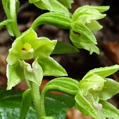 Epipactis leptochila