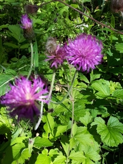 Cirsium heterophyllum