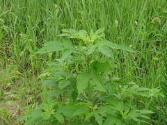 Ambrosia trifida trifida