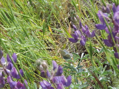 Icaricia icarioides missionensis