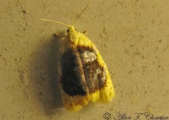 Acleris curvalana