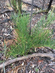 Macrozamia heteromera