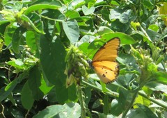 Danaus chrysippus dorippus