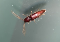 Dicrepidius palmatus