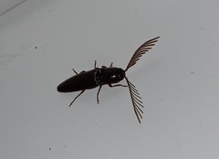 Dicrepidius palmatus