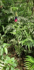 Amorphophallus kiusianus