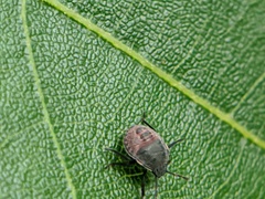 Dendrocoris