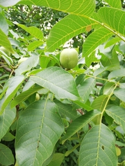 Juglans regia