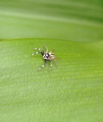 Phintelloides versicolor