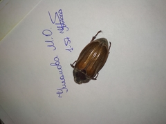 Melolontha melolontha