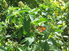Danaus chrysippus dorippus