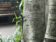 Calotes emma