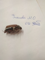 Melolontha melolontha