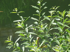 Salix gracilistyla