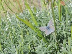 Icaricia icarioides missionensis
